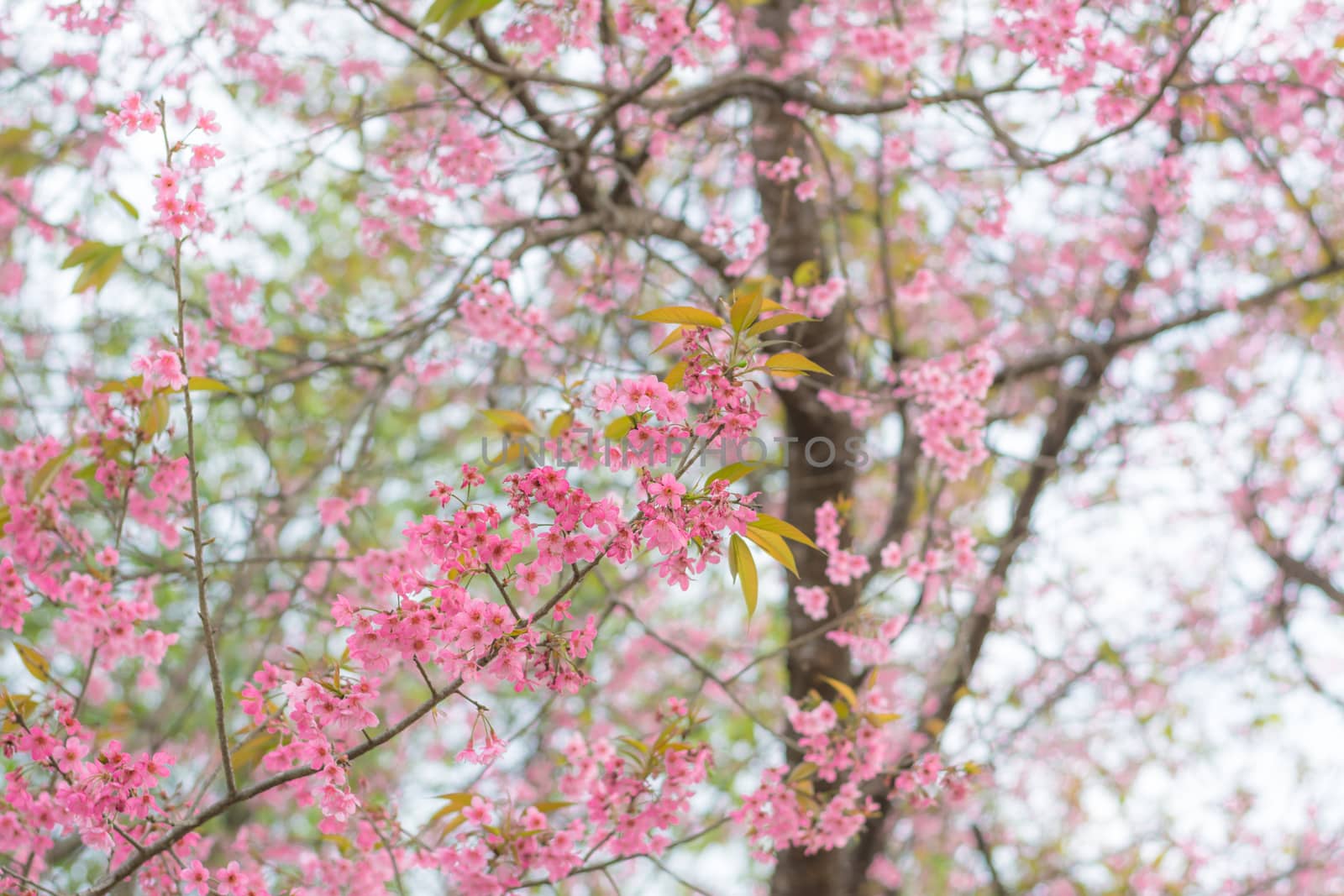 Colorful flower Wild Himalayan Cherry   in spring time for backg by ahimaone