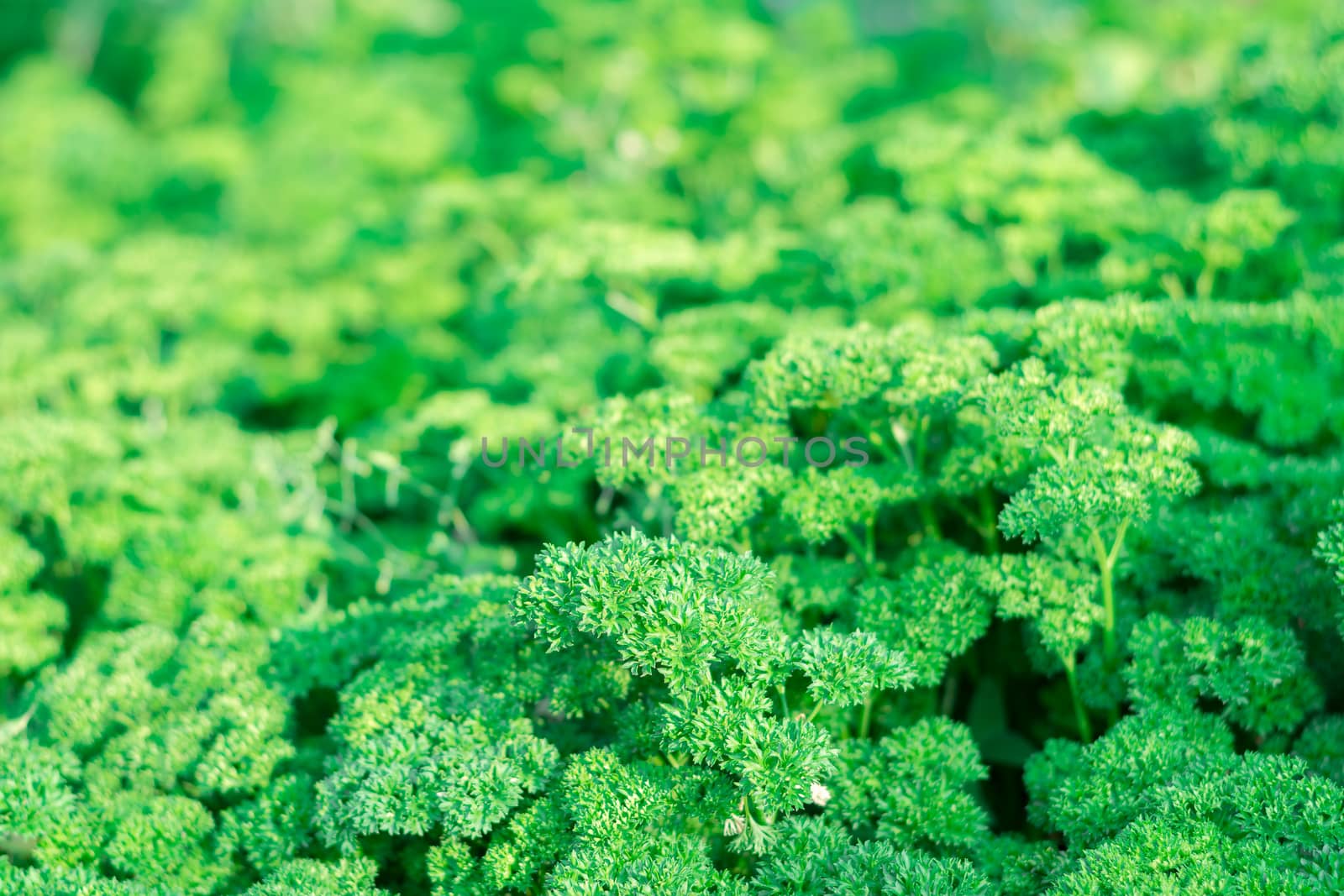 Green parsley in the garden for background