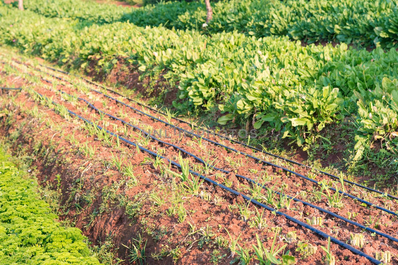 Chinese kale vegetable in garden for background by ahimaone