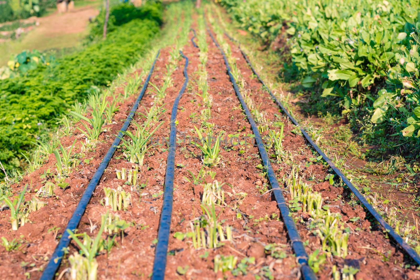 Chinese kale vegetable in garden