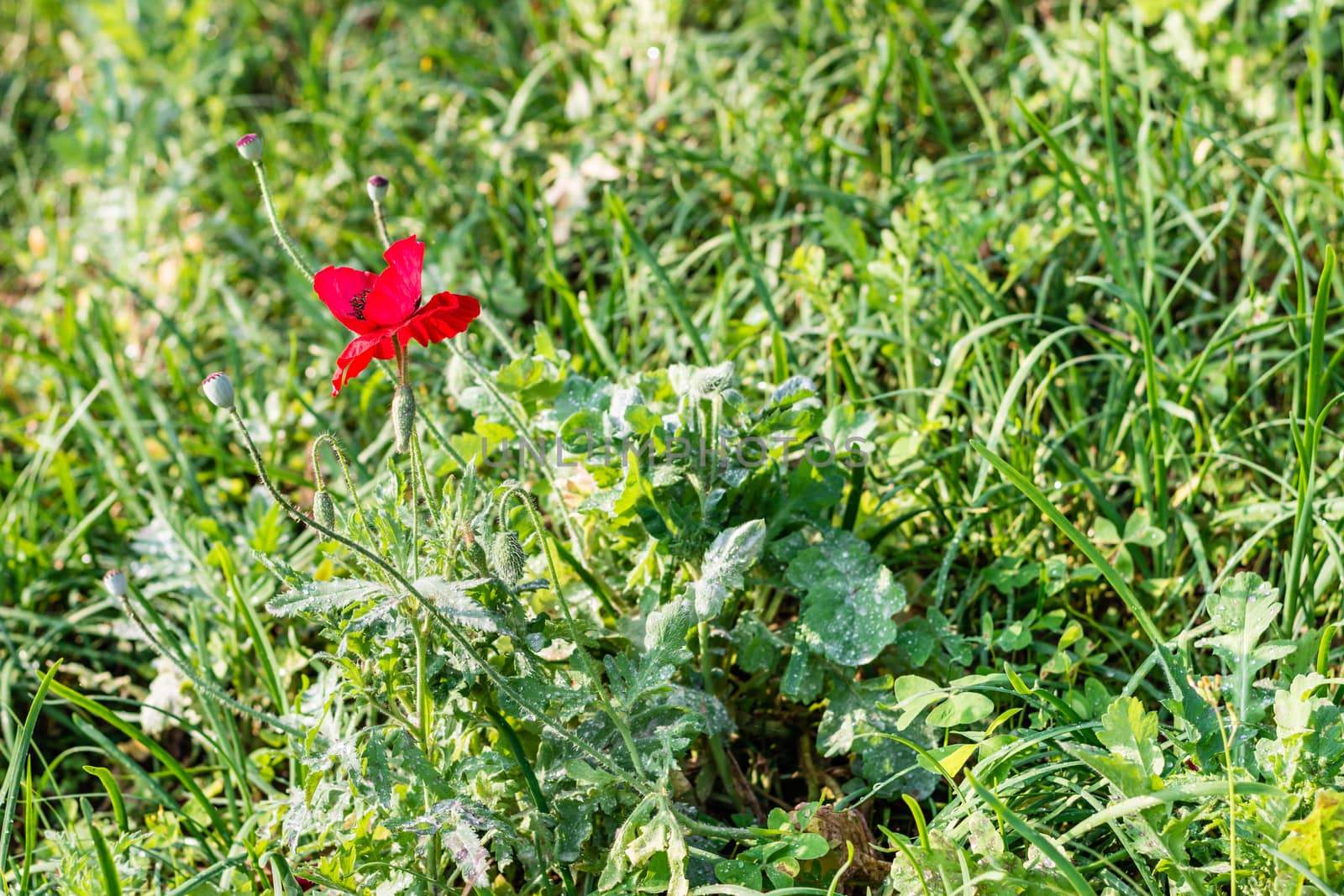 Selective colorful flower in spring time for background