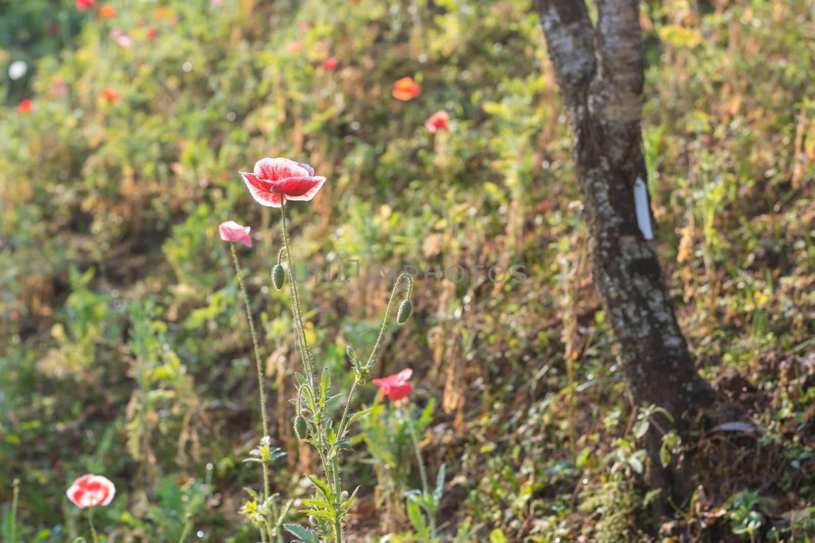 Colorful flower in spring time for background by ahimaone