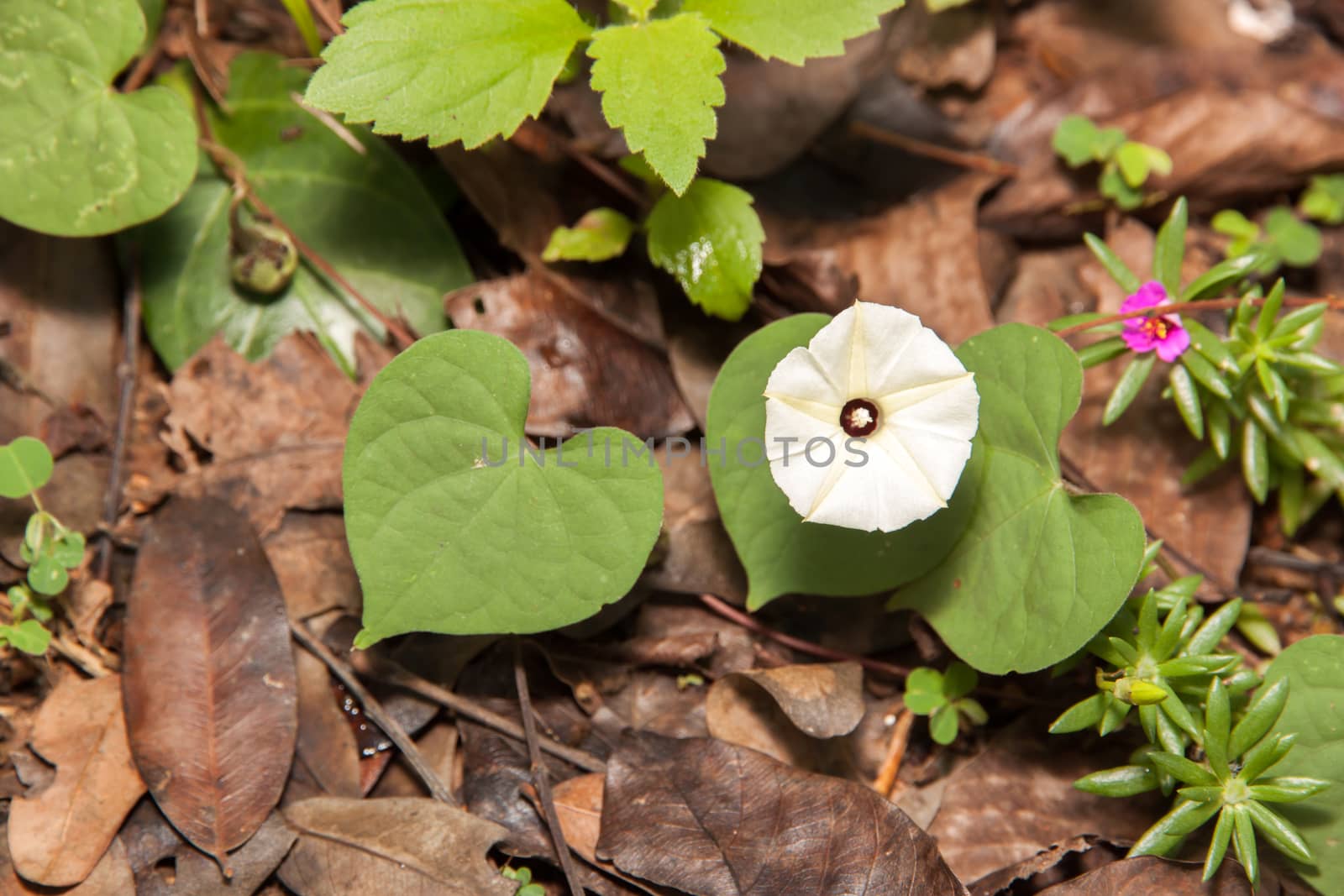 White flowers and green heart shaped leaves in nature. And dry leaves on the ground.