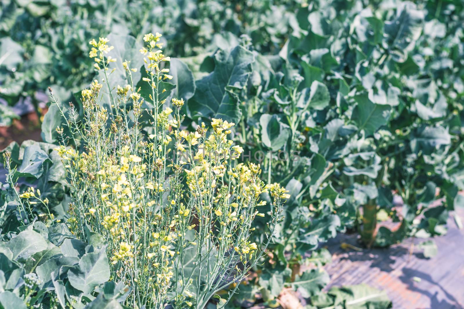 Chinese kale vegetable in garden for background by ahimaone