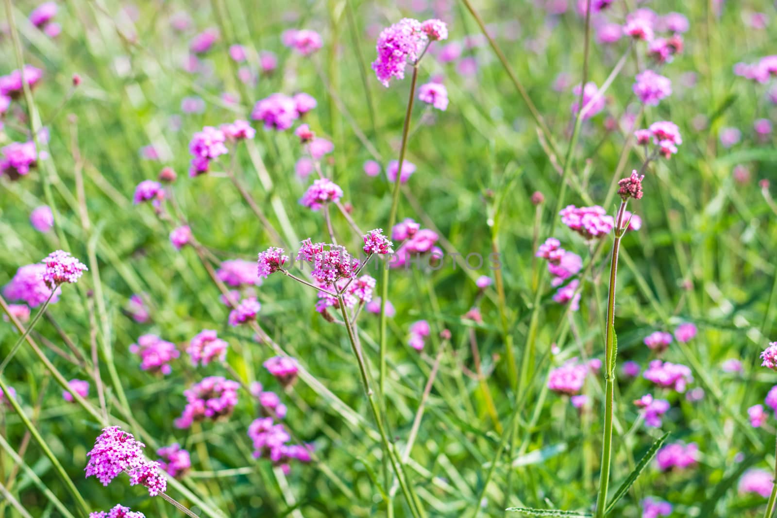 Selective focus colorful flower in spring time for background