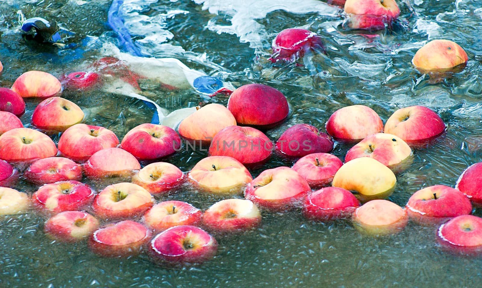 Picture of an Apples trapped in a frozen water