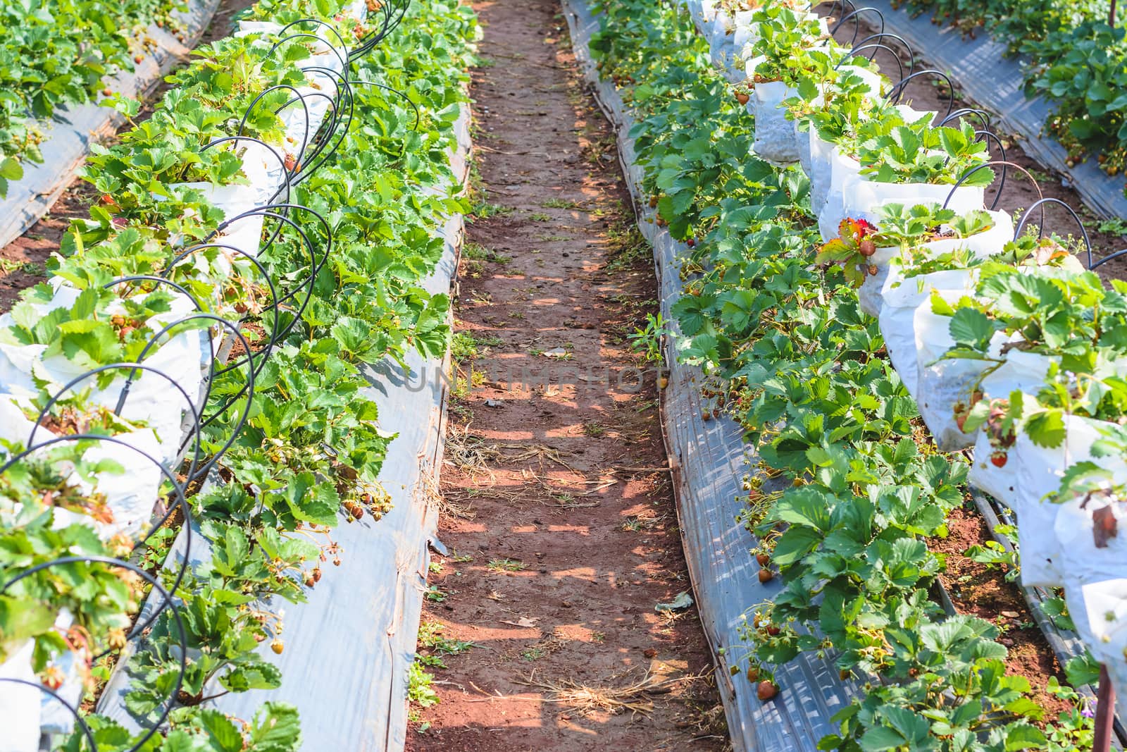 Agriculture farm of strawberry field by ahimaone