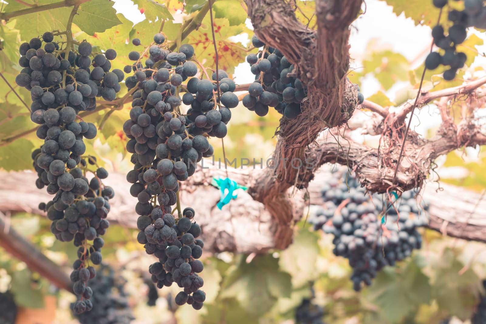 Grapes in vineyard at farm for background by ahimaone