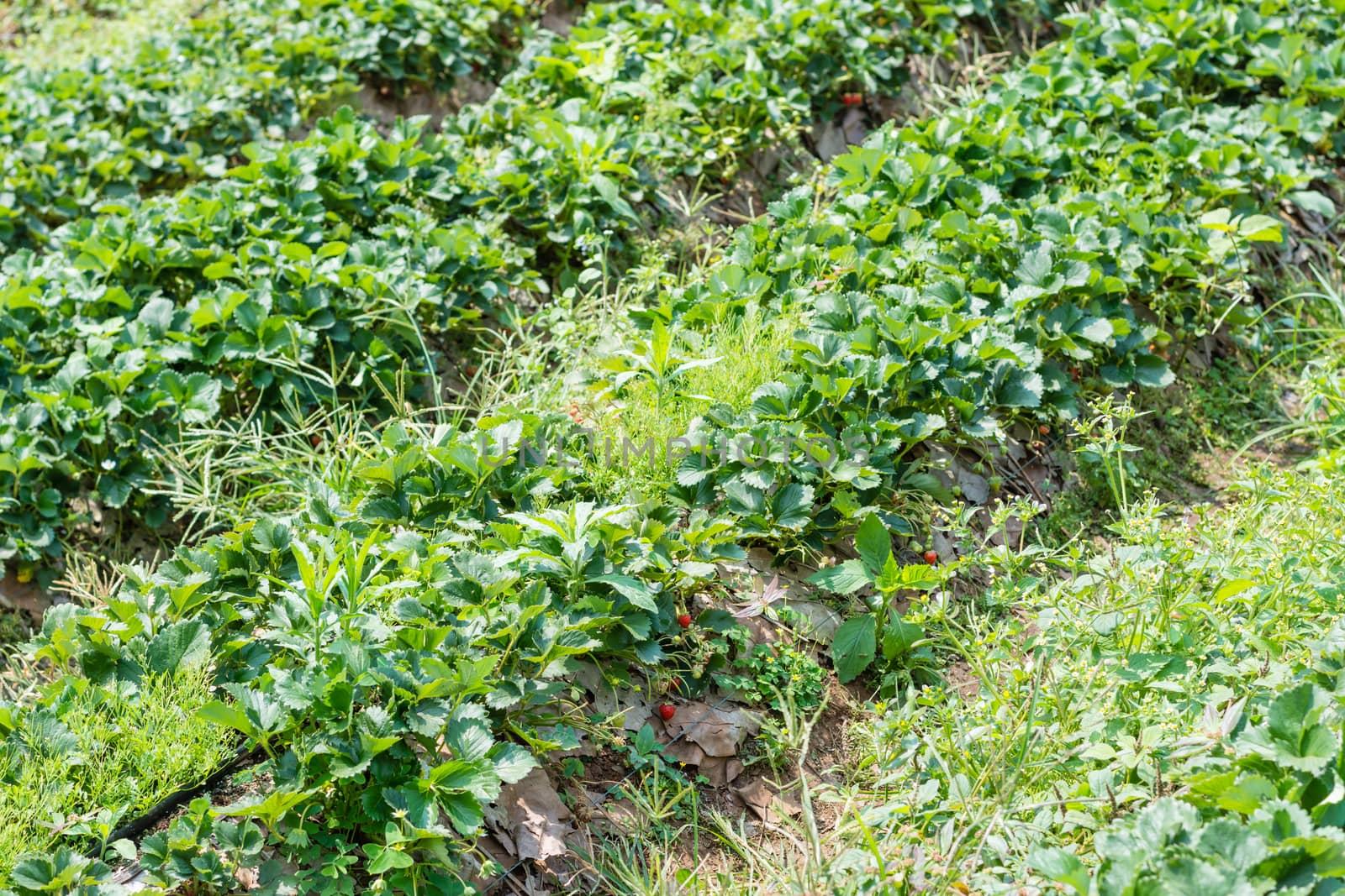 Agriculture farm of strawberry field