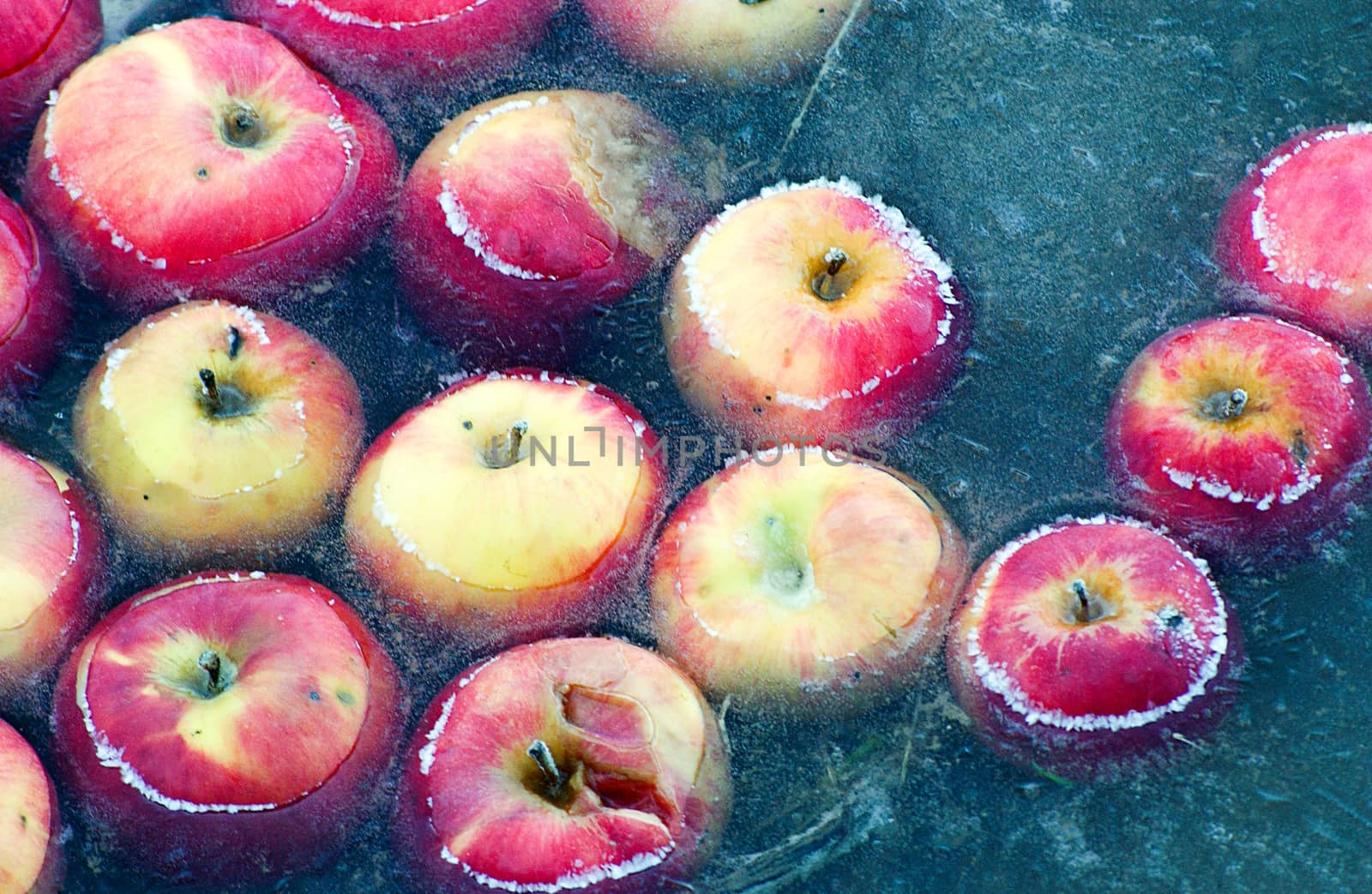 Apples trapped in a frozen water by nehru