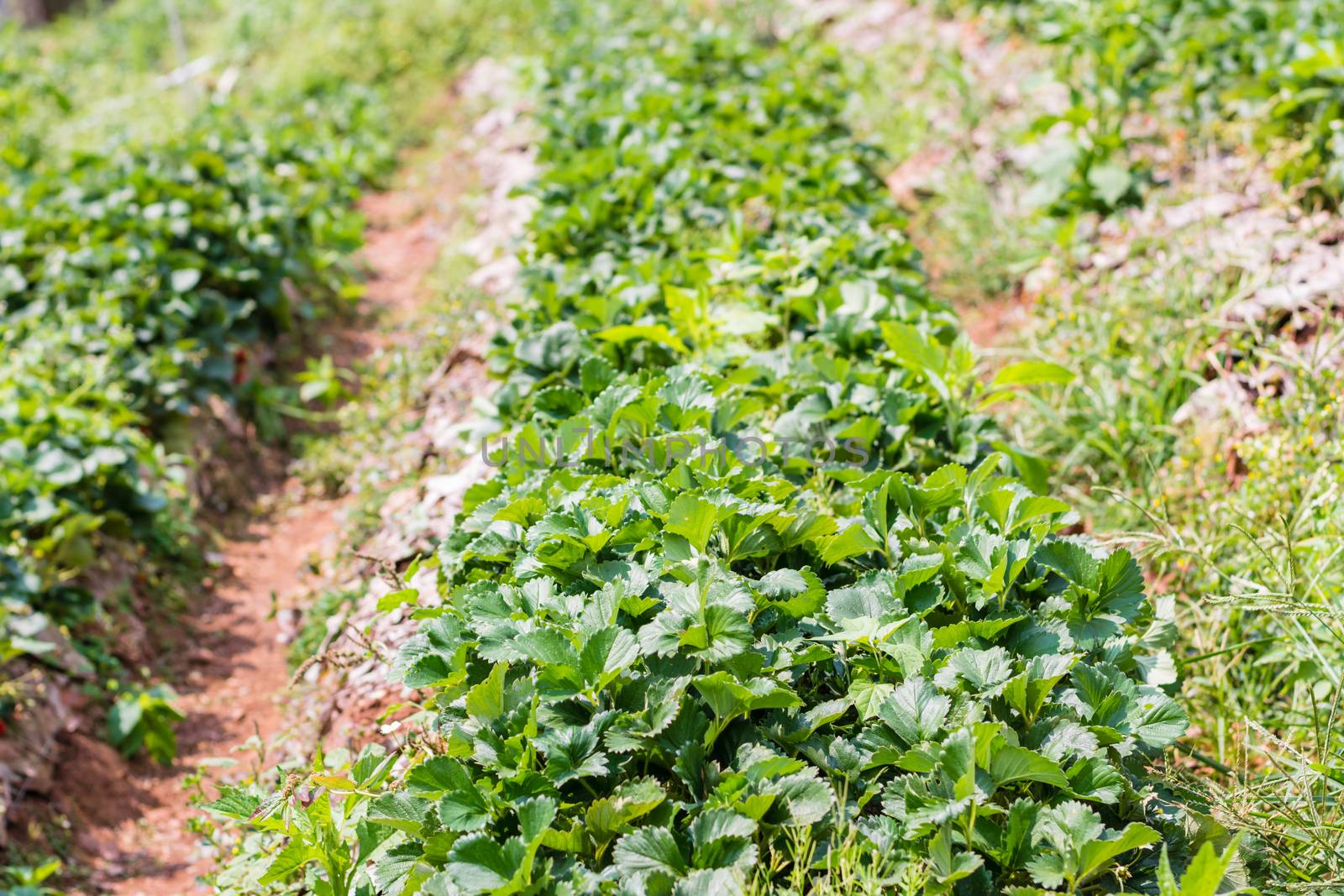 Agriculture farm of strawberry field by ahimaone