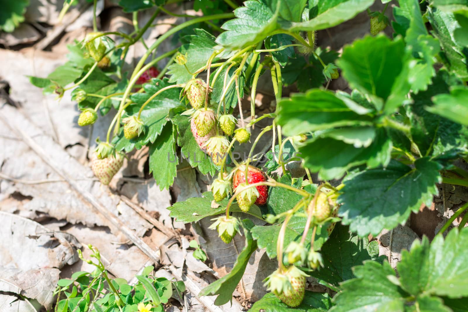 Strawberry fruit grows in farm by ahimaone