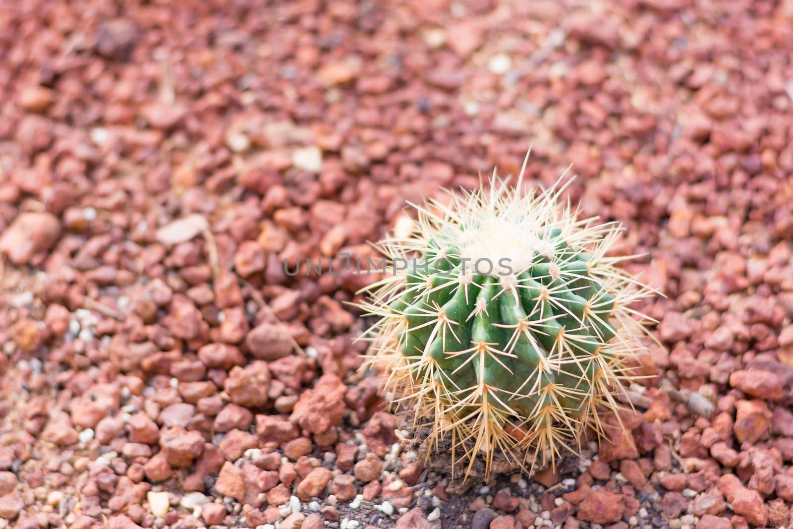 cactus in desert  for background or wallpaper by ahimaone