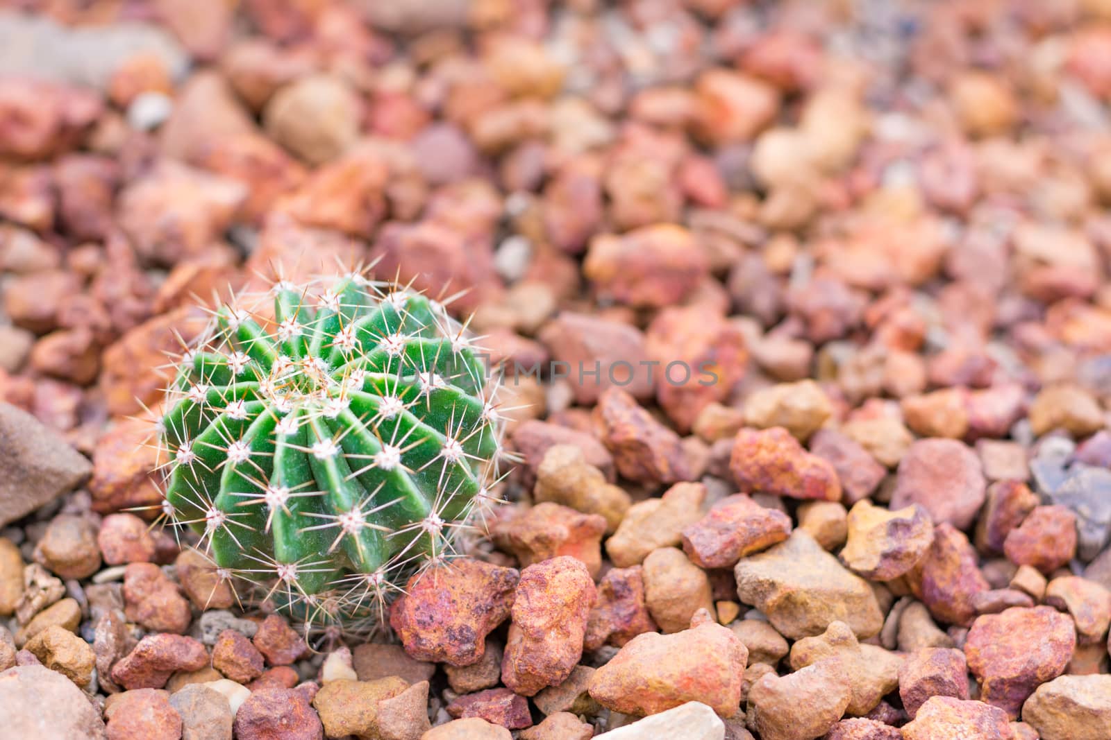 cactus in desert  for background or wallpaper