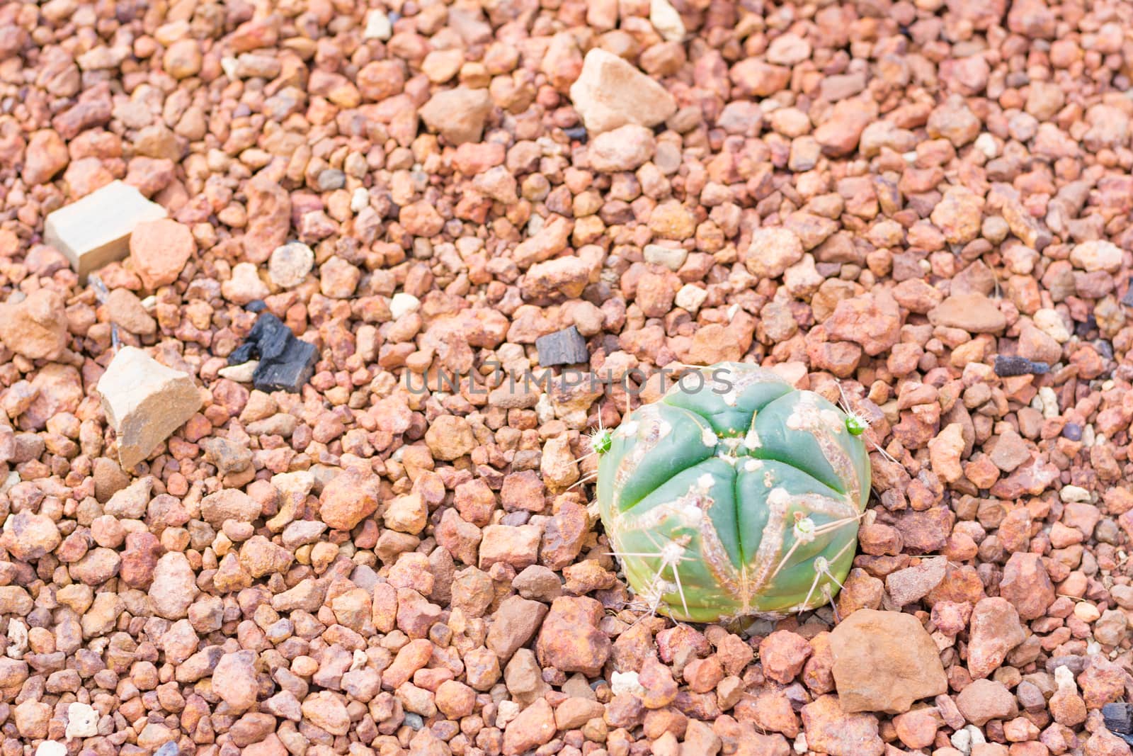 cactus in desert  for background or wallpaper