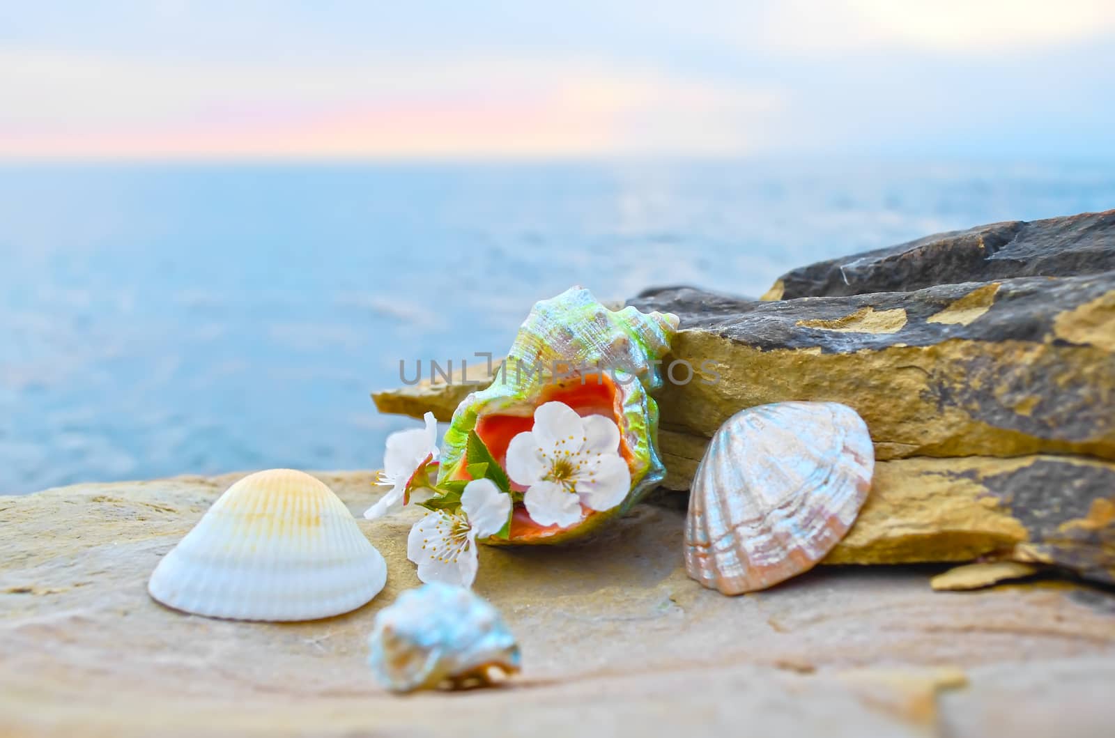 Beautiful seashells on large stones near the sea