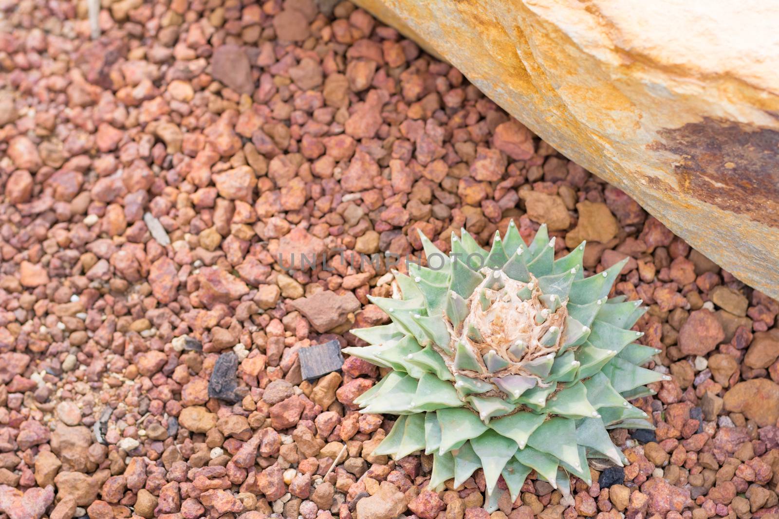 cactus in desert  for background or wallpaper