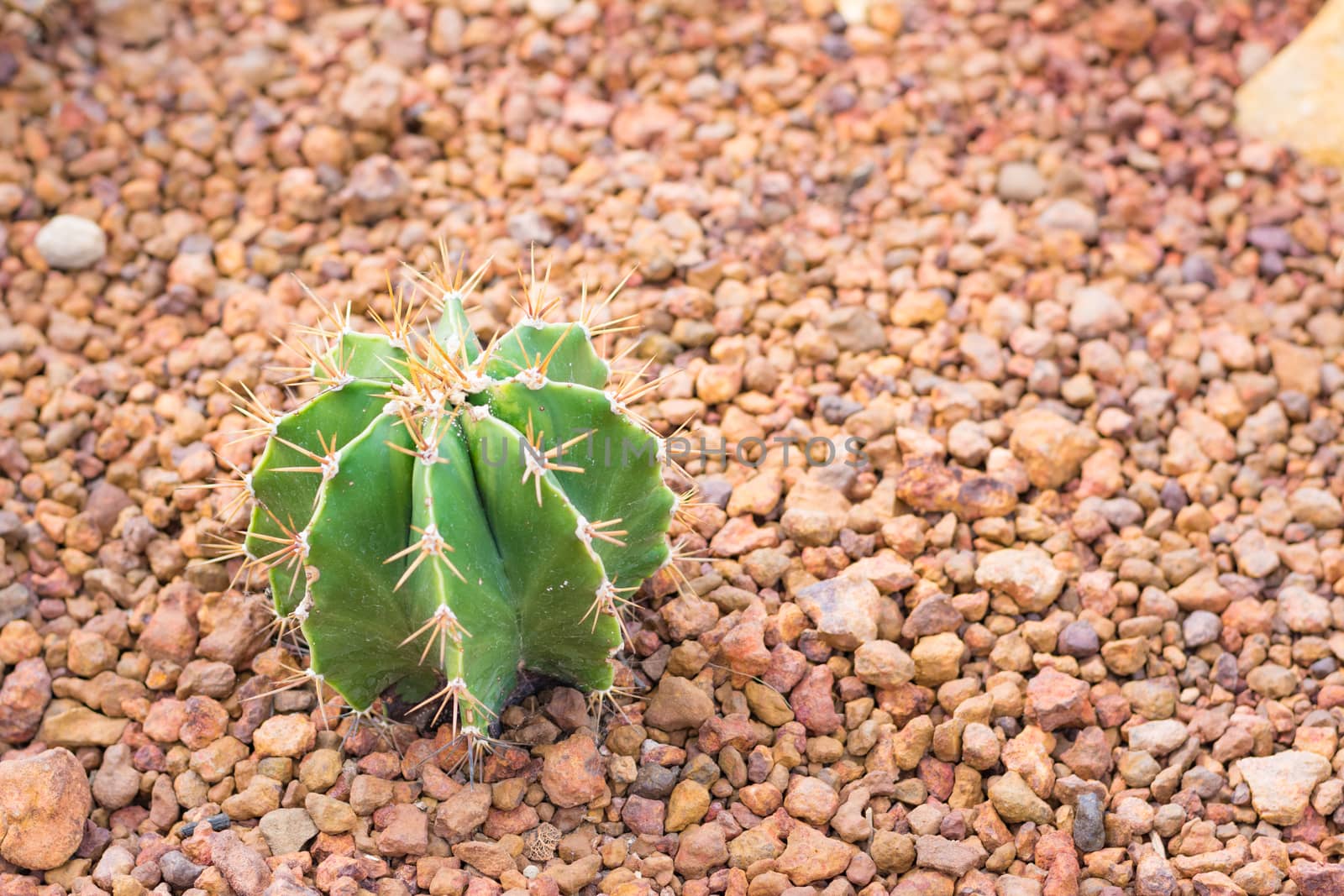 cactus in desert  for background or wallpaper by ahimaone