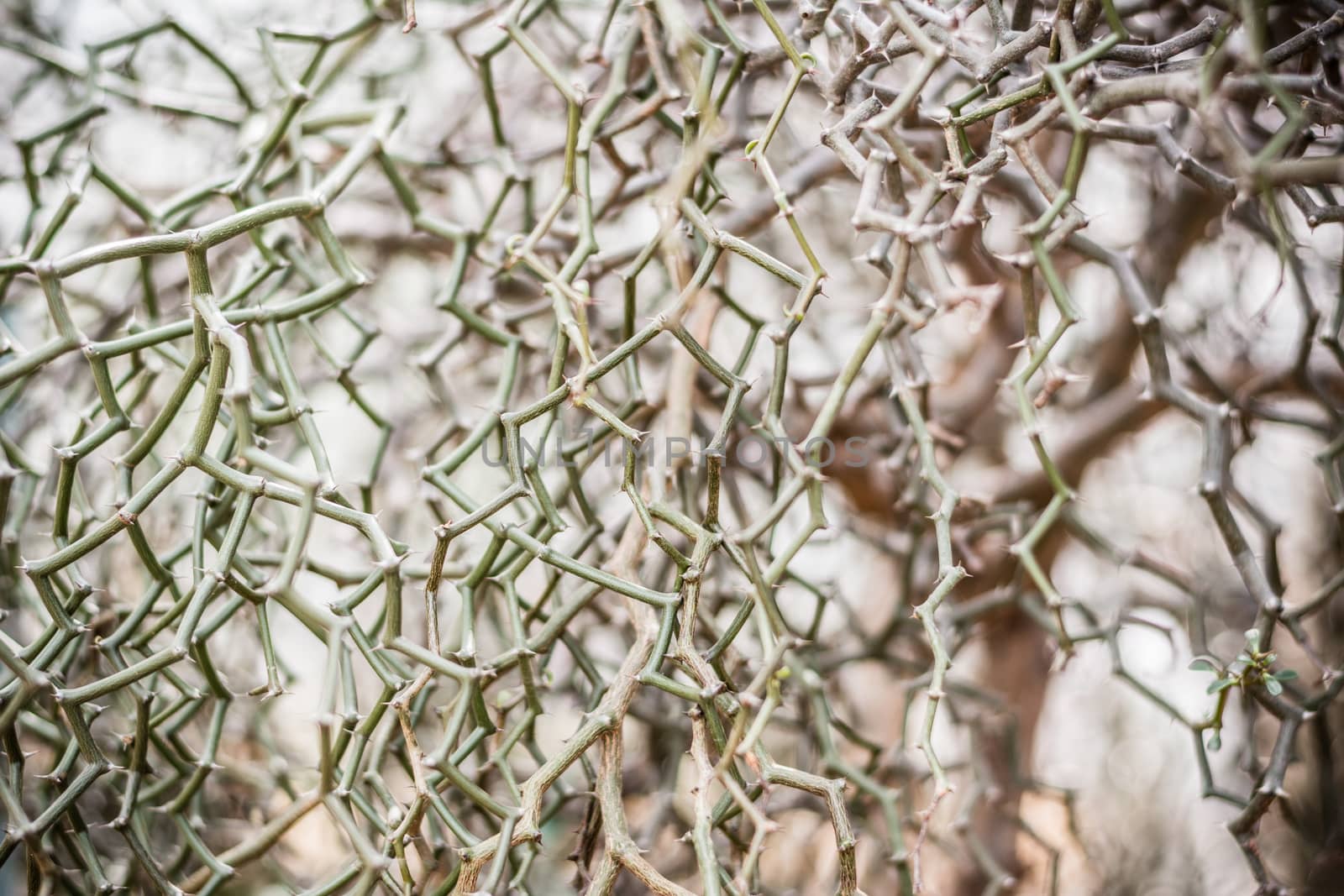 Needles tree , thorns tree for background by ahimaone