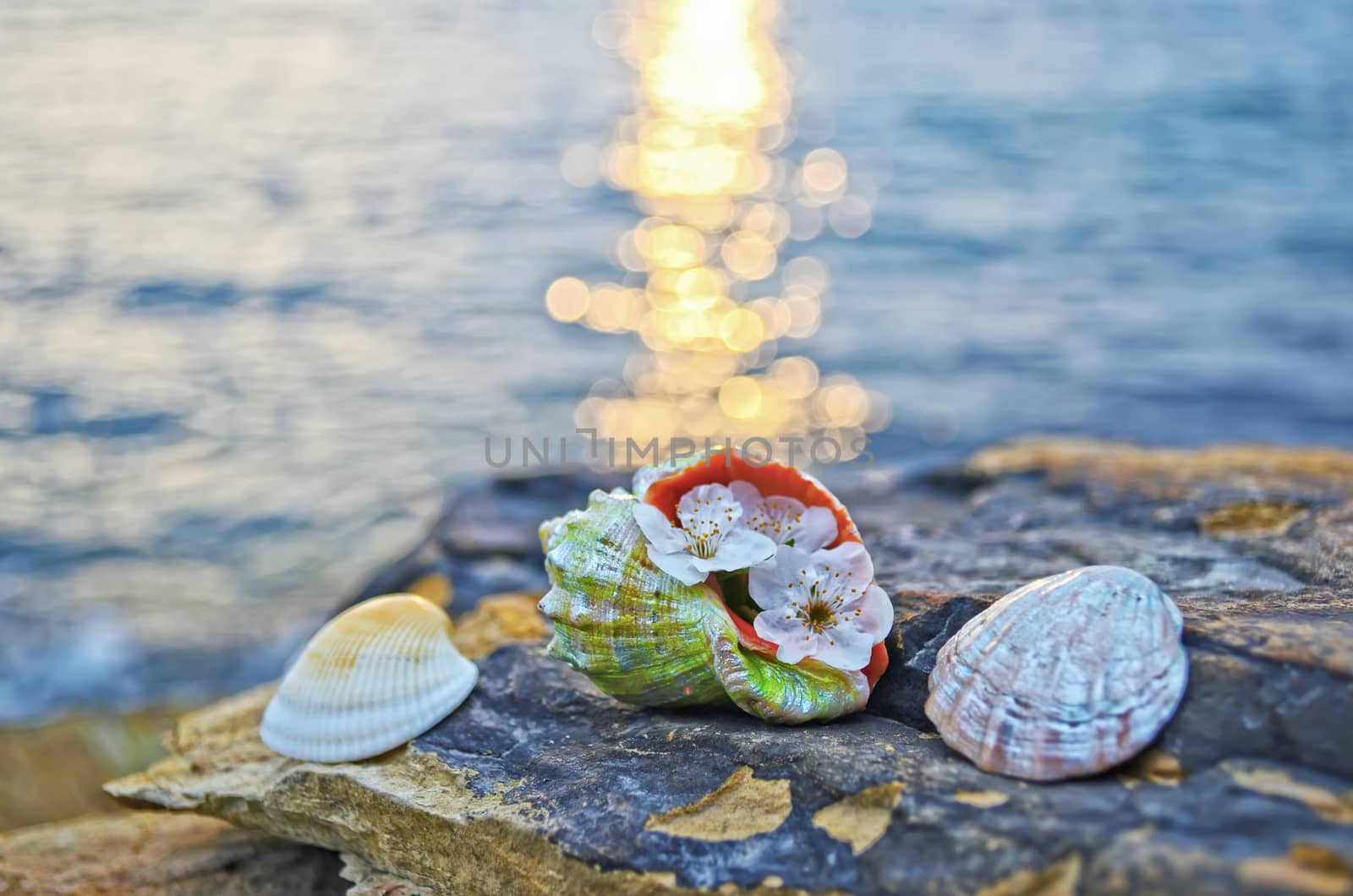 Beautiful seashells on large stones near the sea