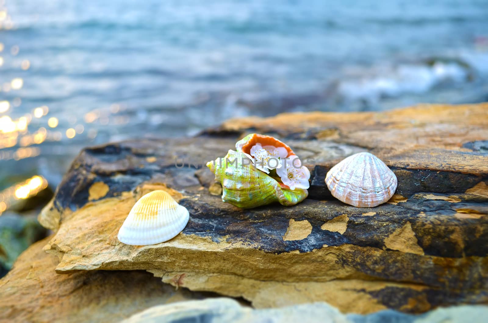 Beautiful seashells on large stones near the sea