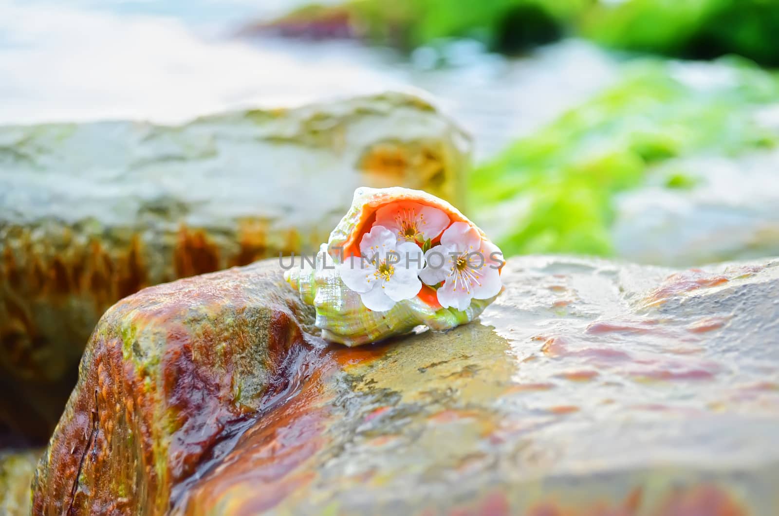 Seashells on stones near the sea by lindamka