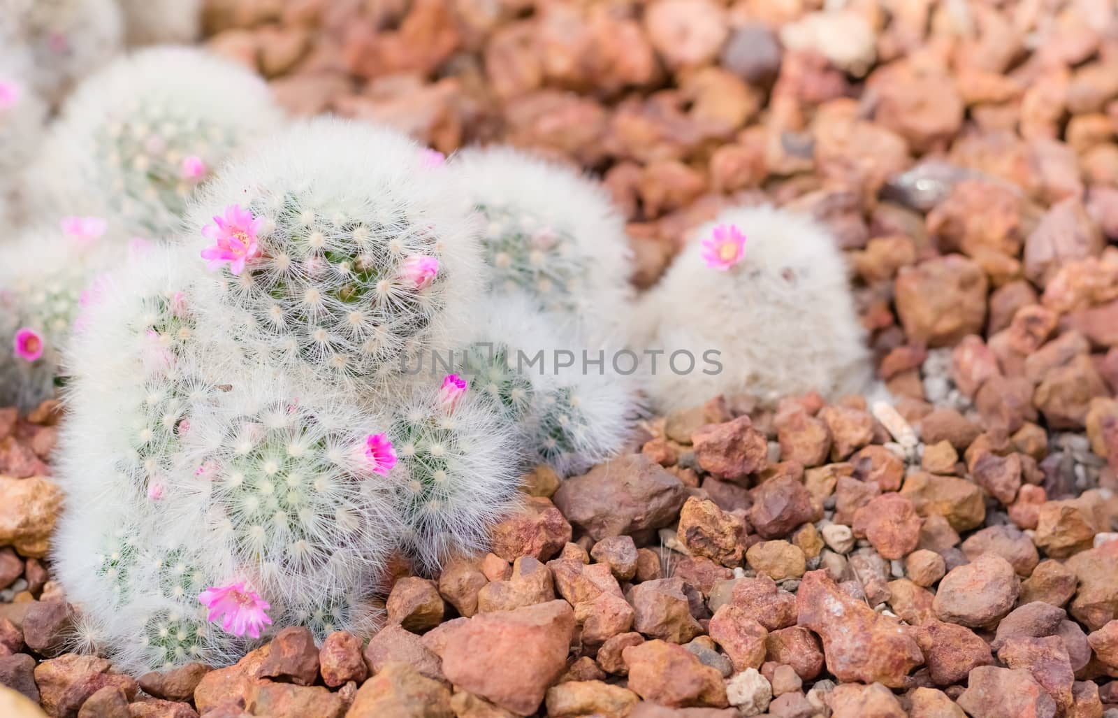 cactus in desert  for background or wallpaper