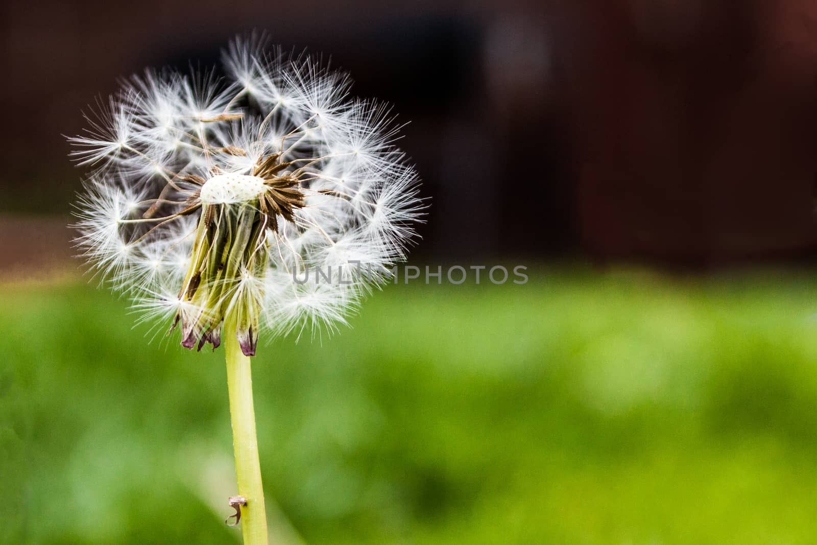 macro dandelion in garden