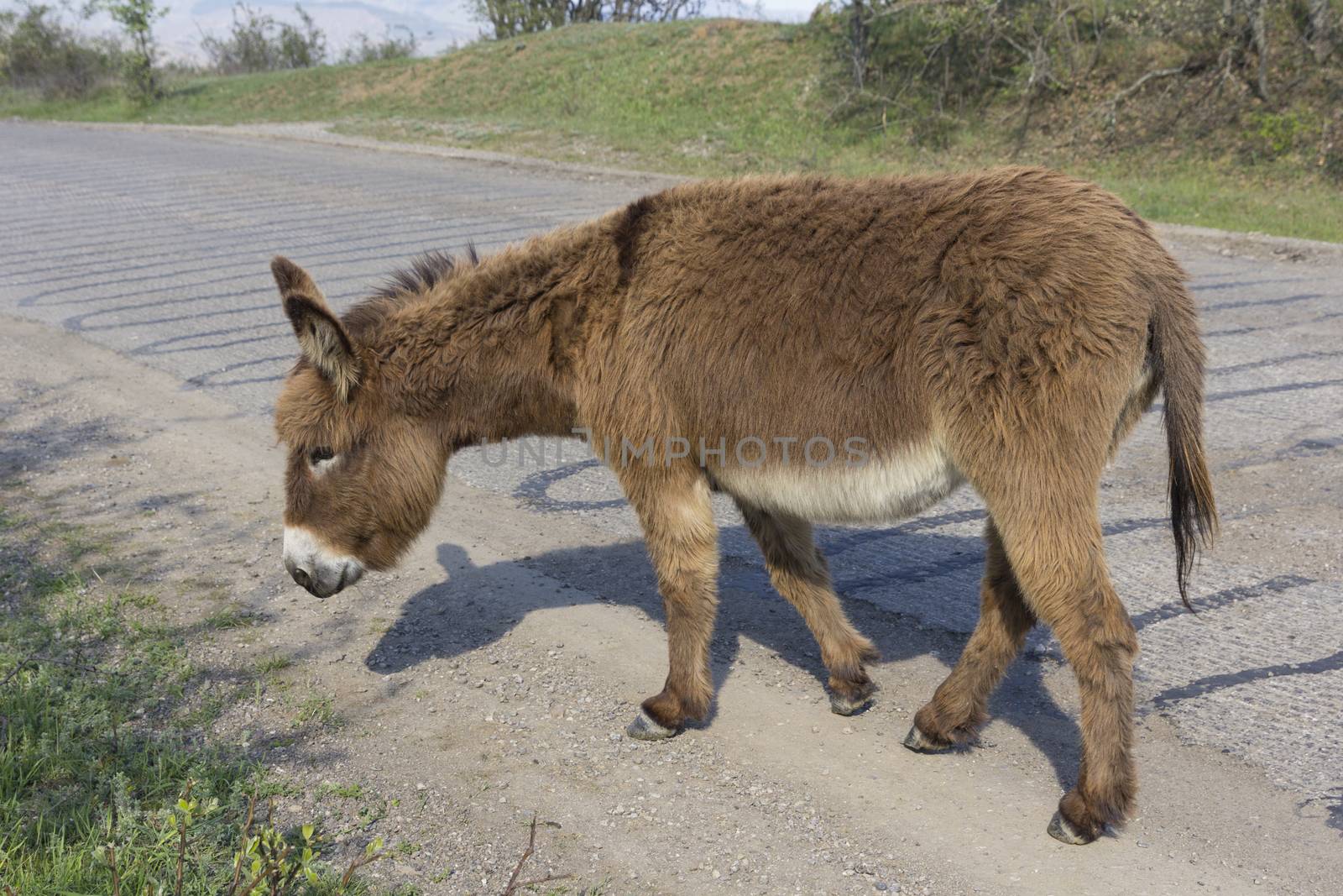 Brown donkey runs along the paved road.