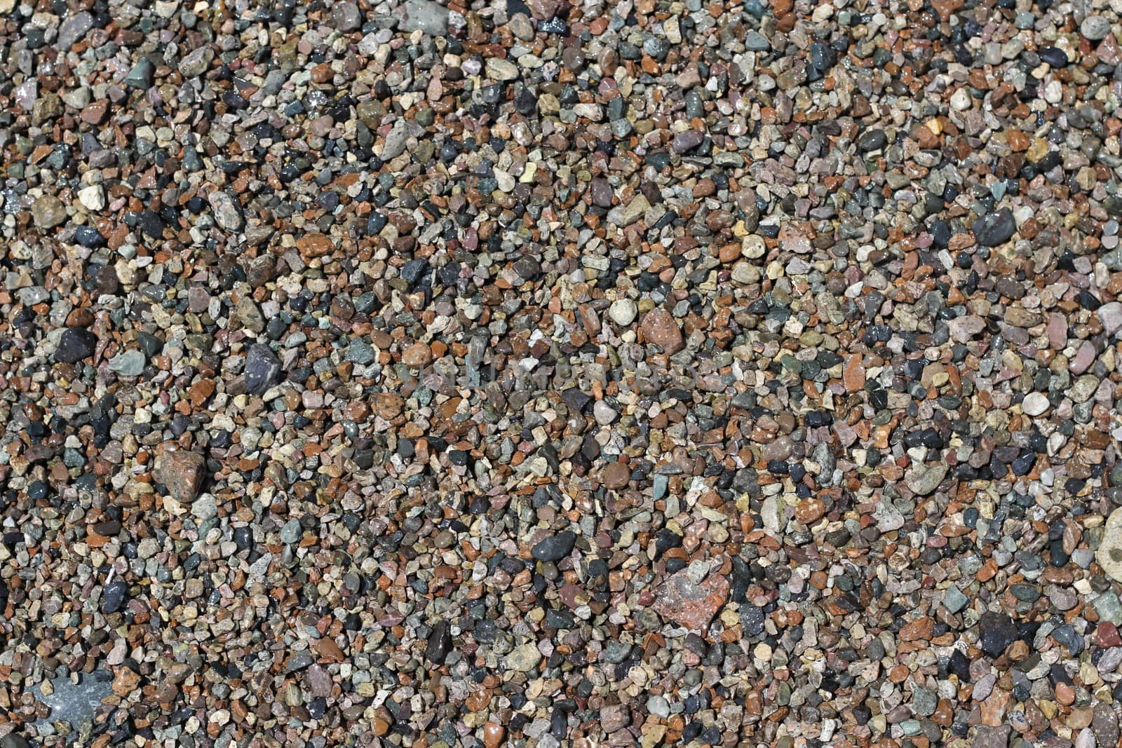 sea shells background natural background