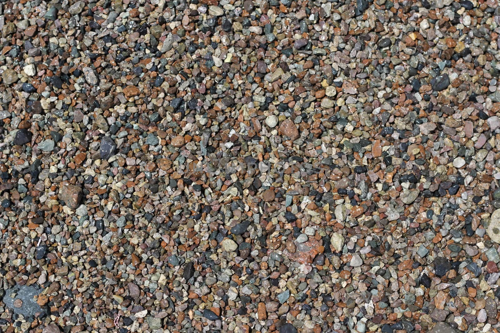 sea shells background natural background