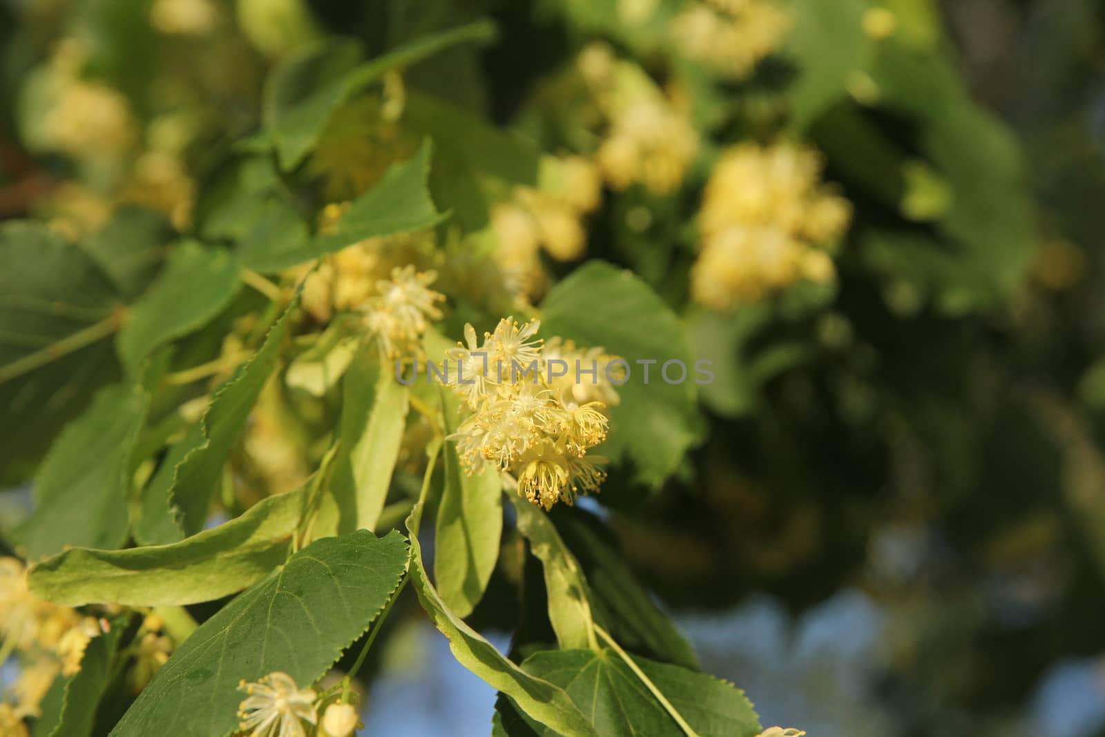 Linden tree in bloom, against a green leaves