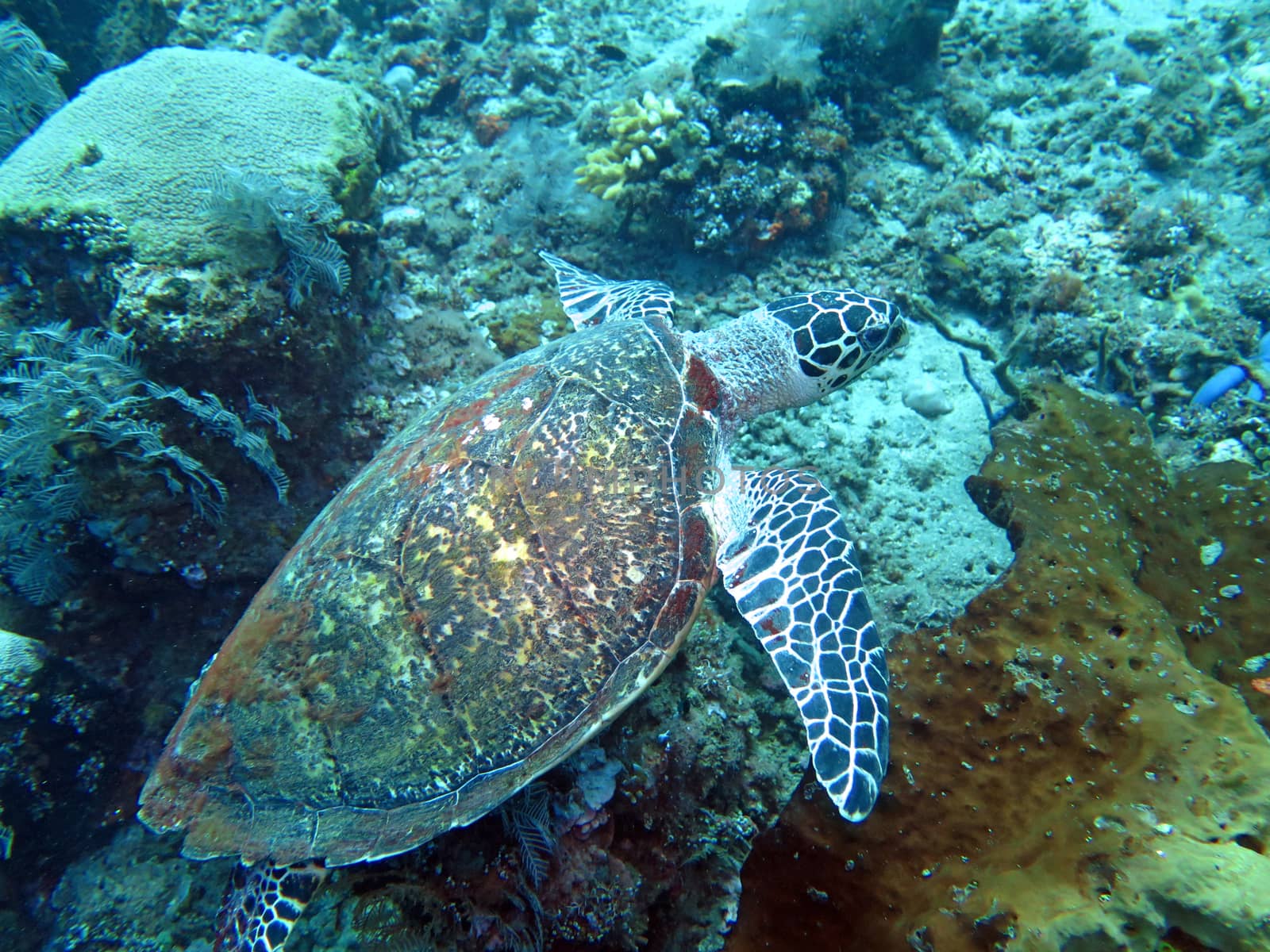 Hawksbill sea turtle current on coral reef island, Bali.