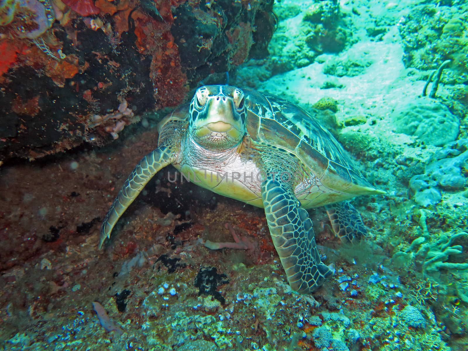 Hawksbill sea turtle current on coral reef island, Bali.