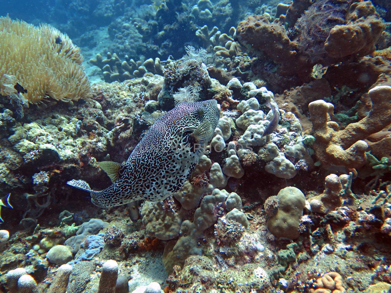 Thriving coral reef alive with marine life and fish, Bali.