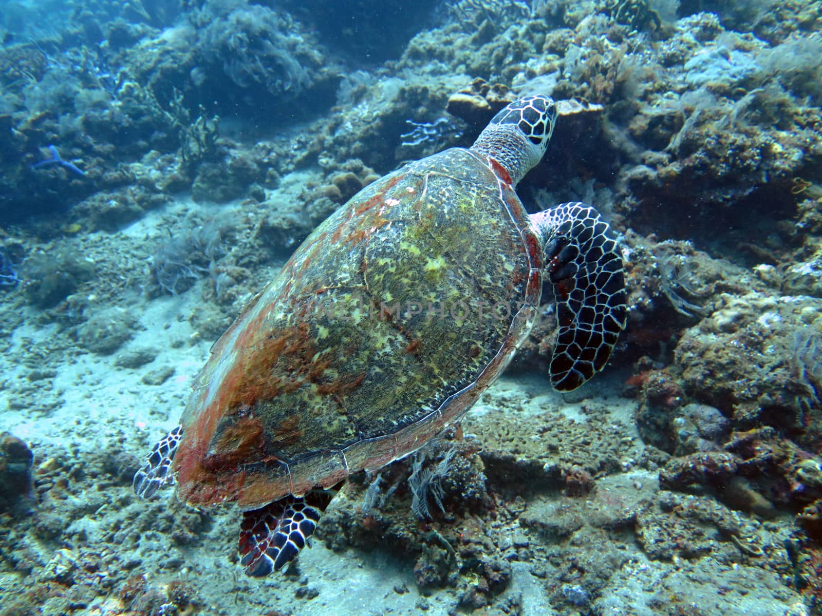 Hawksbill sea turtle current on coral reef island, Bali.