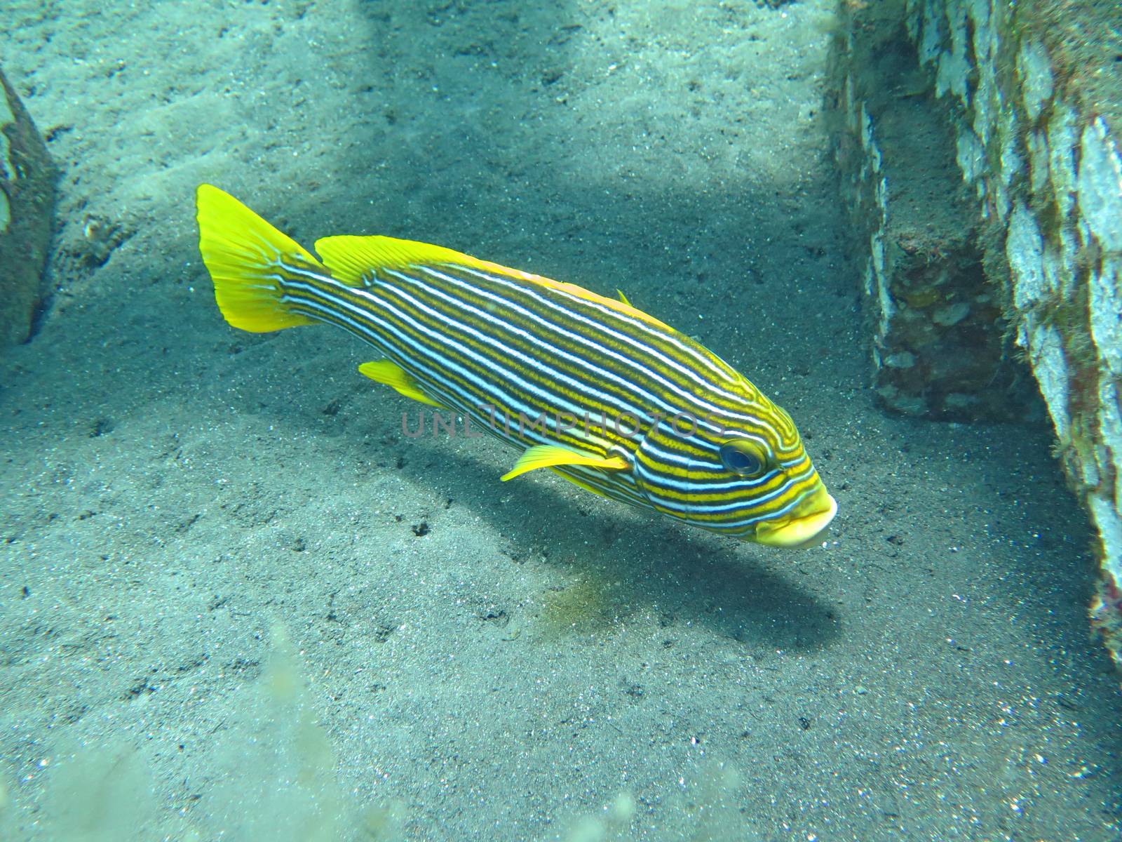 Thriving coral reef alive with marine life and fish, Bali.