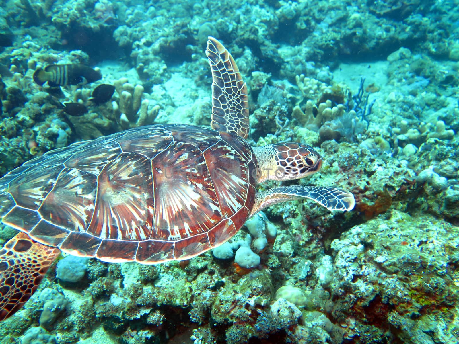 Hawksbill sea turtle current on coral reef island, Bali.