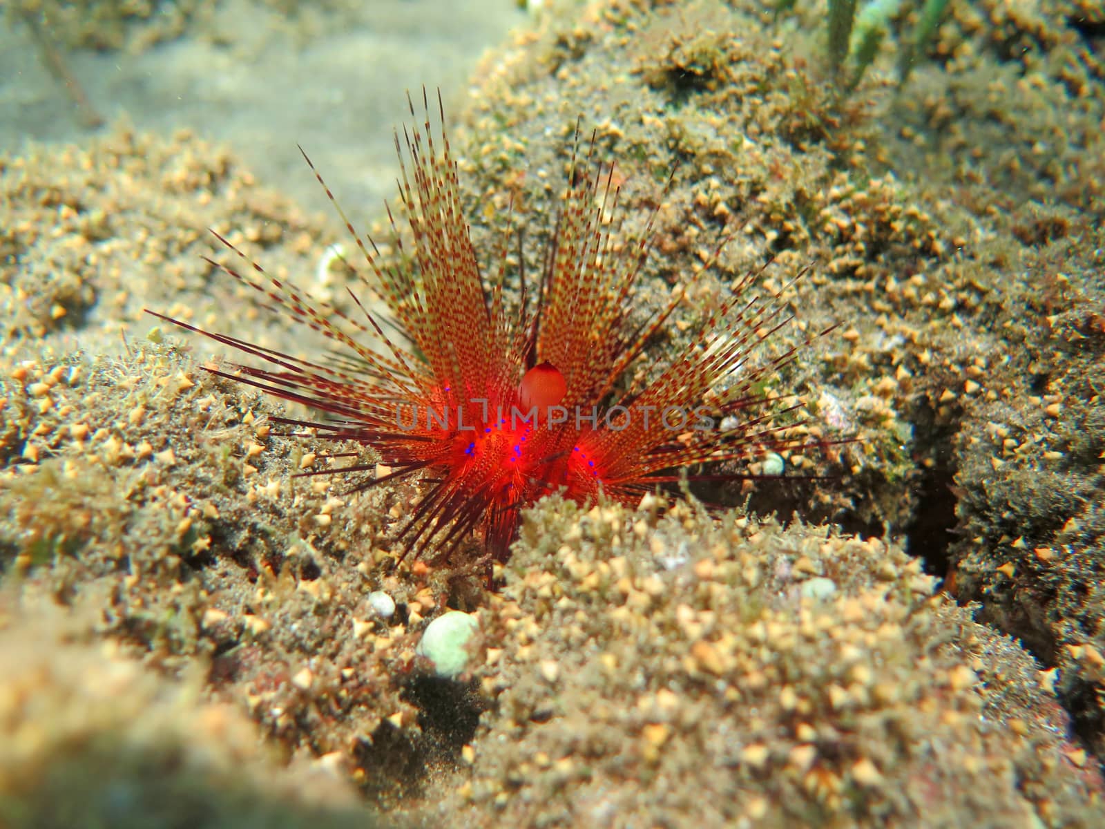 Thriving coral reef alive with marine life and shoals of fish, Bali.