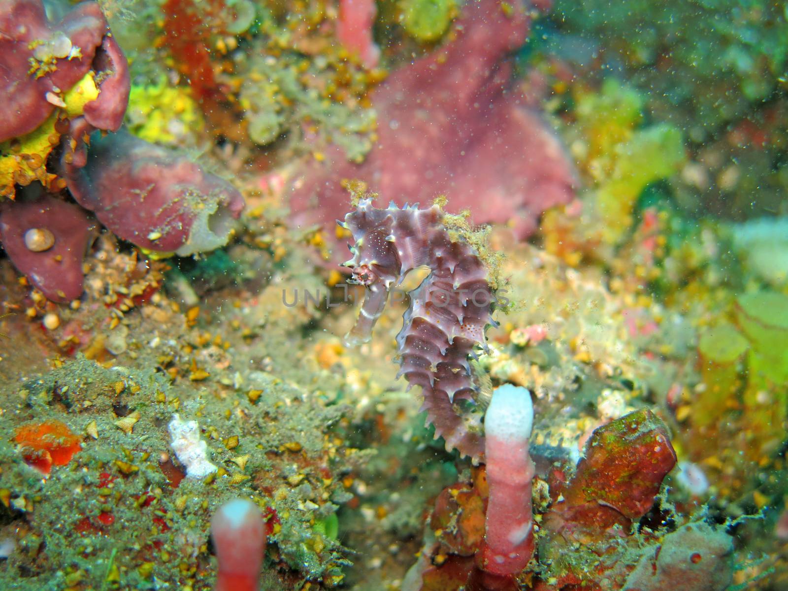 Bargibanti Pygmy Seahorse the smallest in the world in Bali.