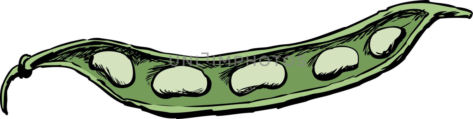 Illustration of fresh green beans in open pod over white