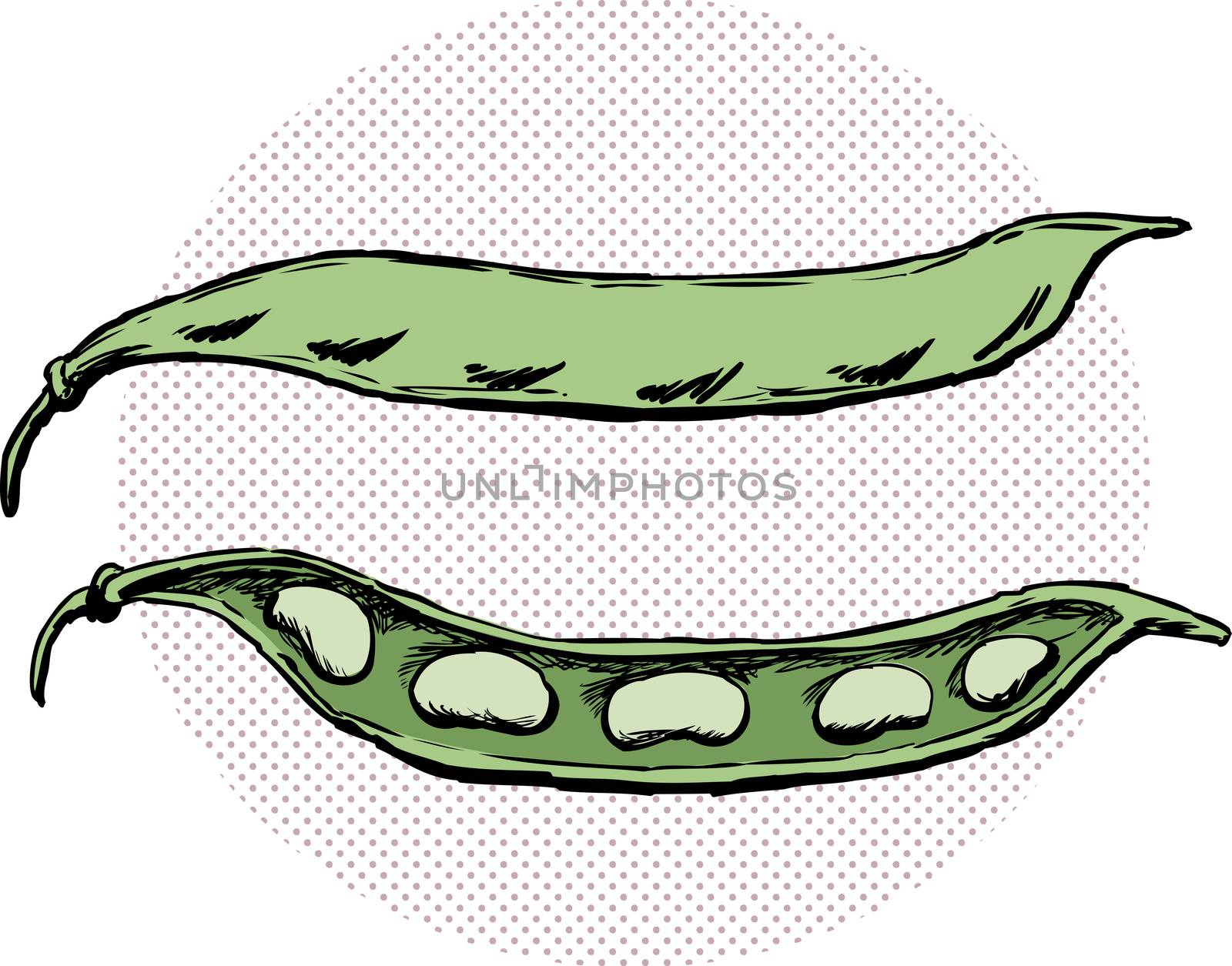 Split and whole bean pods illustration by TheBlackRhino