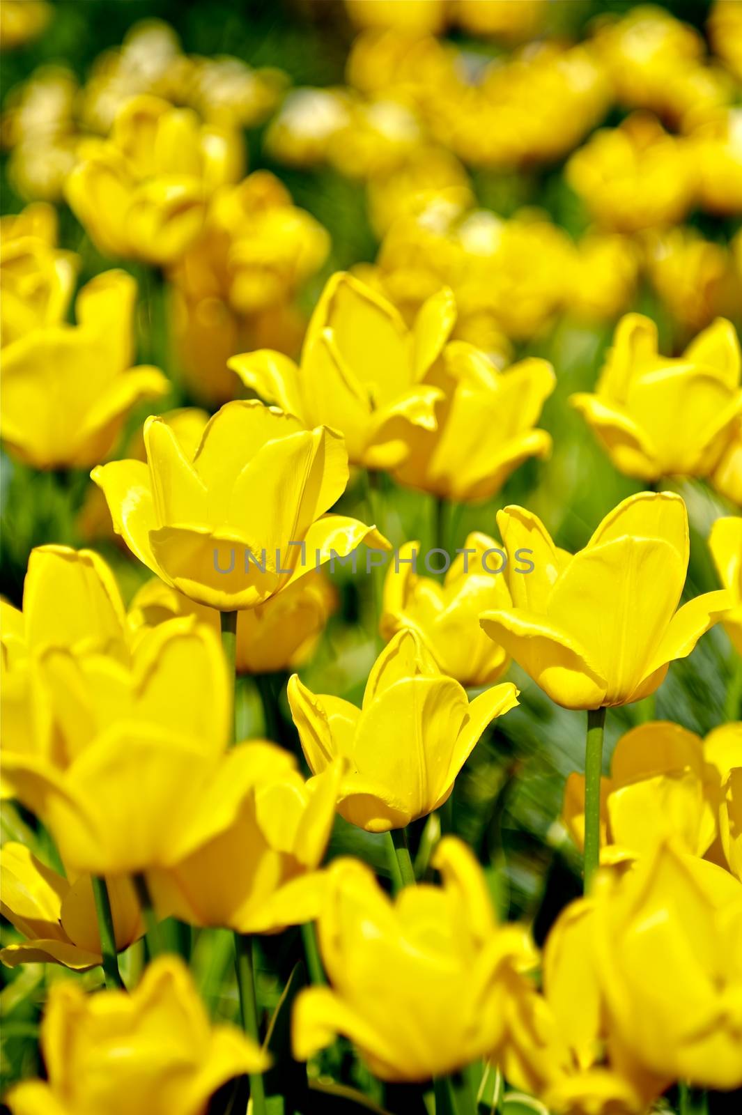 Flowering Tulips. Spring in the Garden. Many Yellow Flowering Tulips - Vertical Photo.