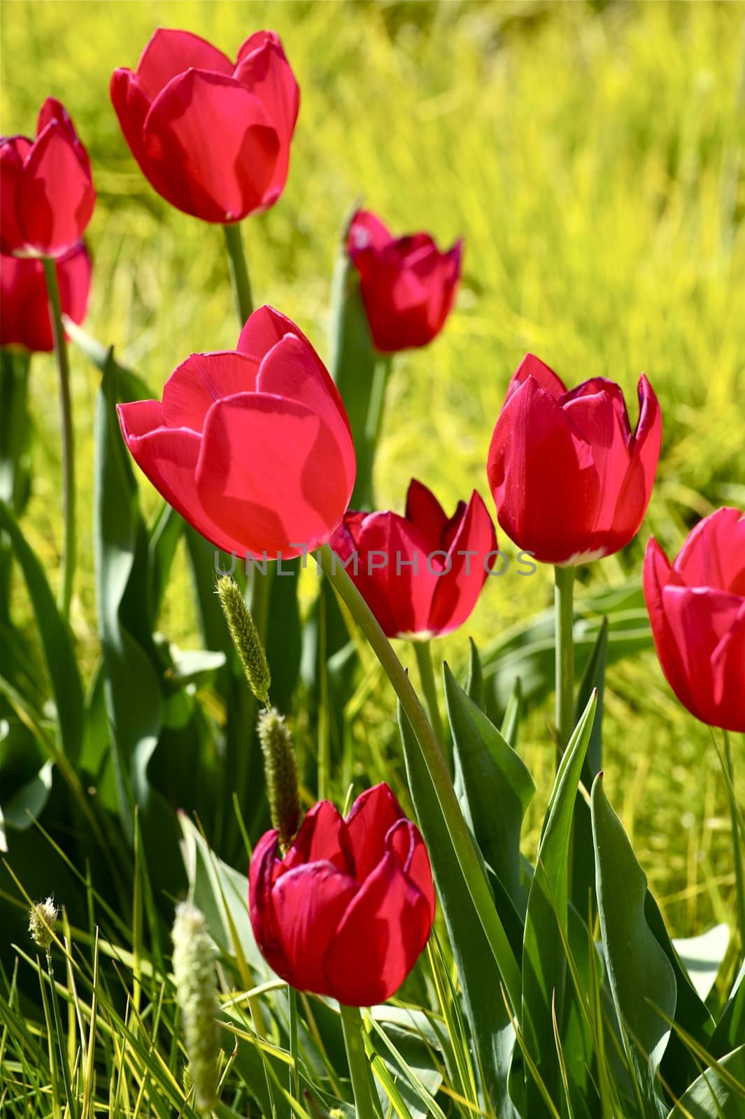 Red Flowering Tulips. Vertical Tulips Photo. Flowers Photo Collection.