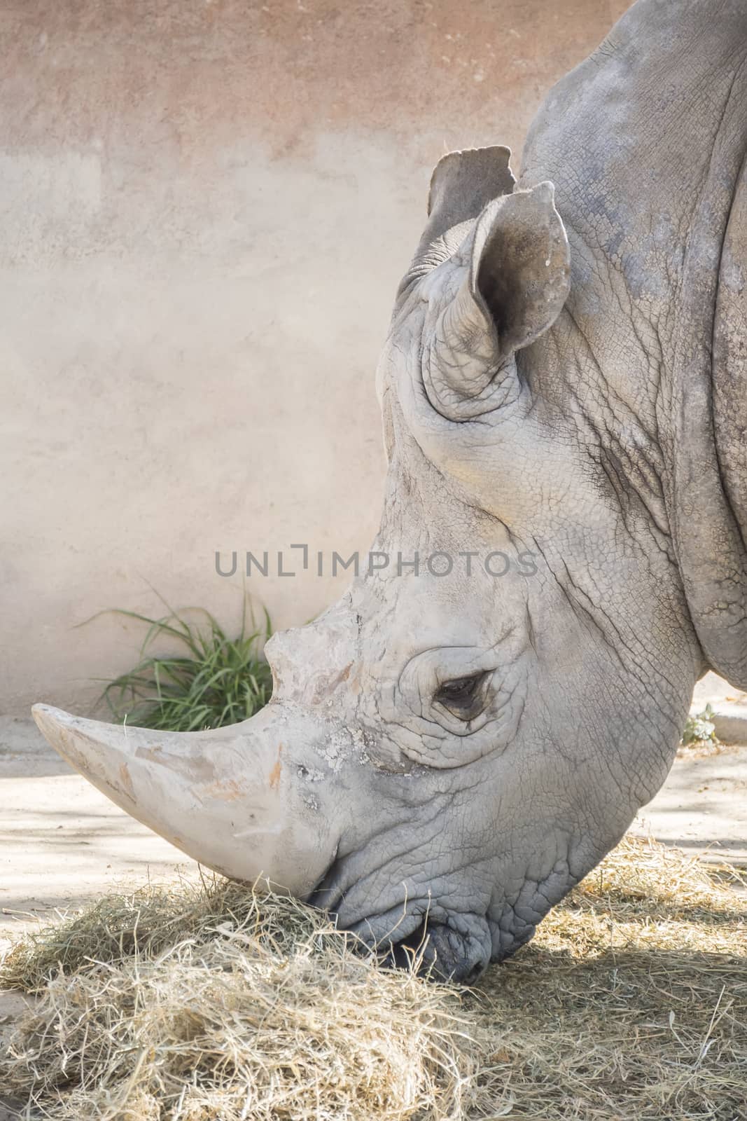 Rhinoceros eating grass, Ceratotherium Simun by max8xam
