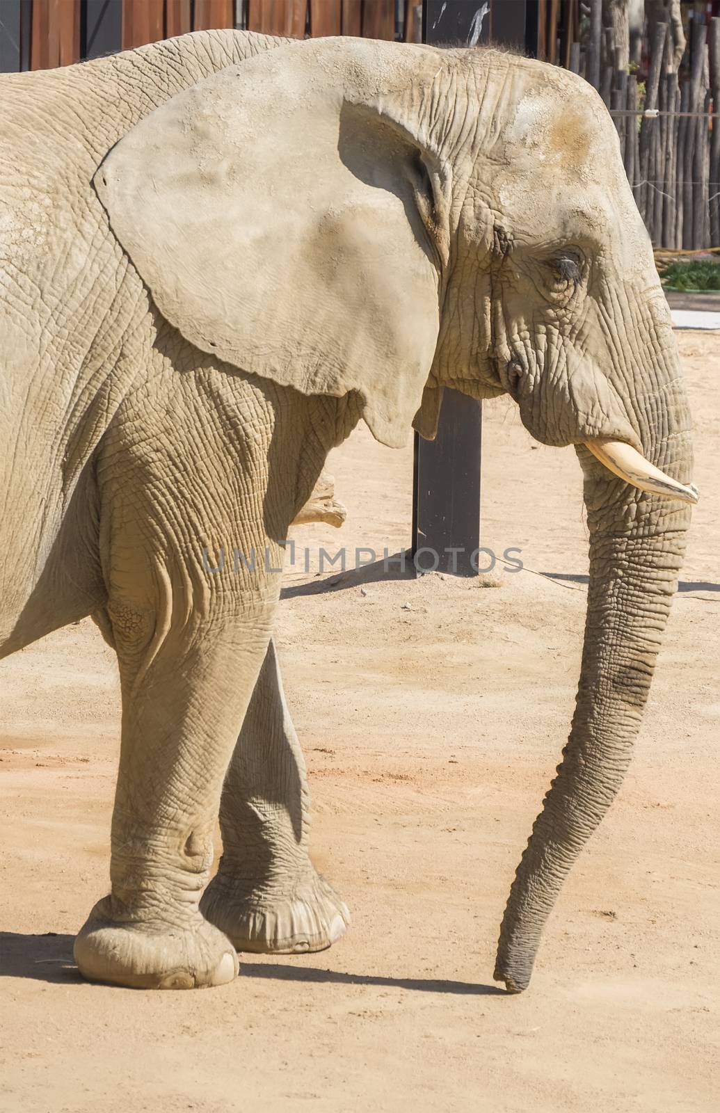 Elephant staying calm, Elephantidae by max8xam