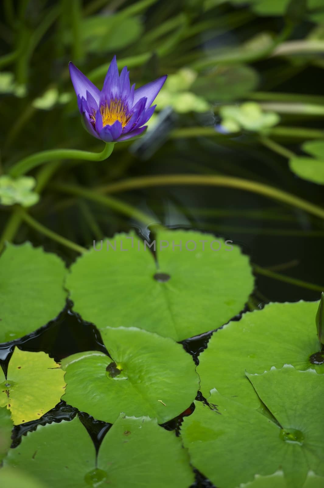 Blue Water Lily by welcomia