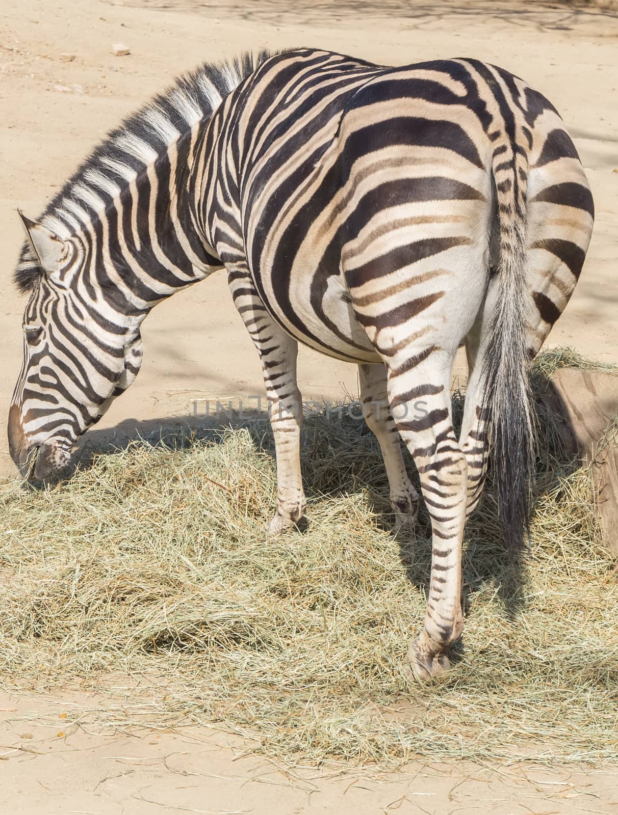 Chapman Zebra eating grass