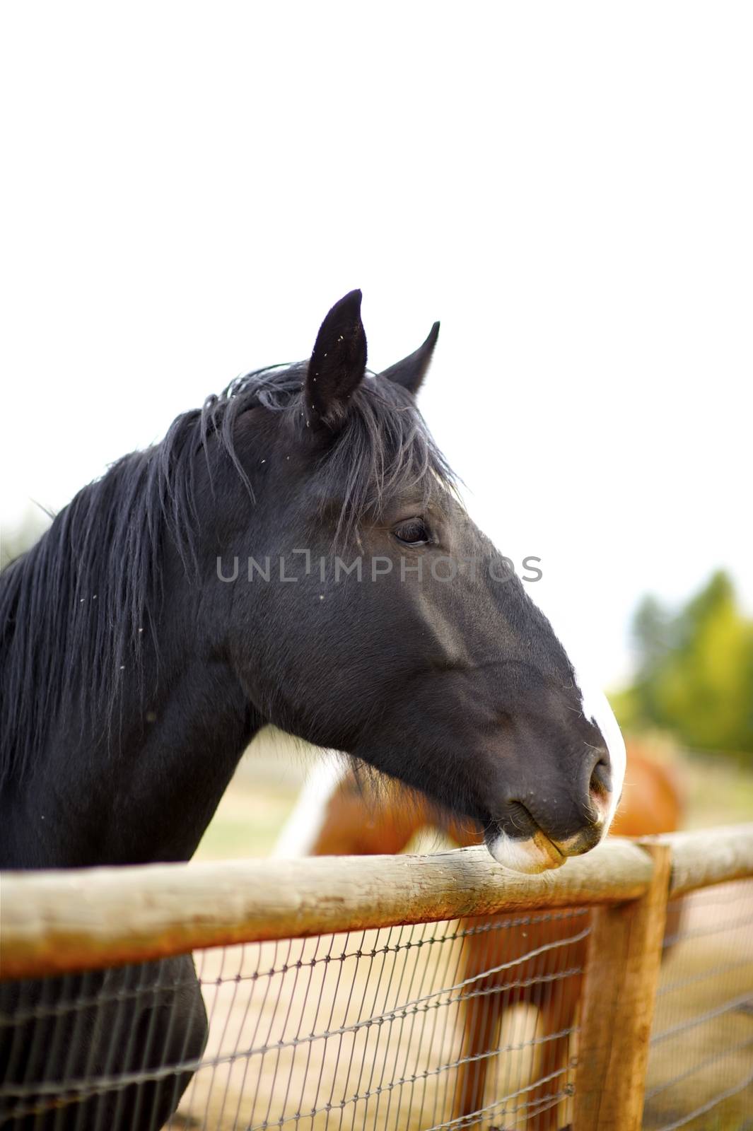 Horses. Black American Farm Horse. Clipped Sky - Solid White Background