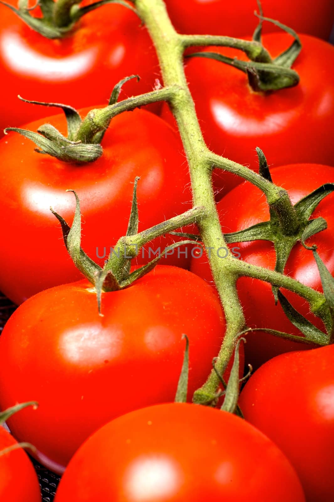 Cherry Tomatoes - Fresh Tomatoes Vertical Studio Shot.  Fresh and Healthy Tomato Fruits. Food Photo Collection.